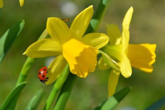 narcis.jpg narcis.jpg